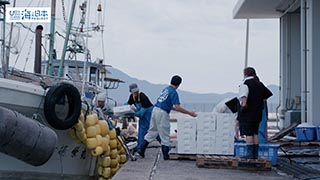 【漁港】福岡県 岐志漁港 帰港した吾智網漁１