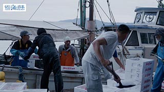 【漁港】福岡県 岐志漁港 帰港した吾智網漁７