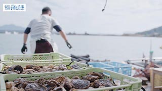 【漁港】福岡県 岐志漁港 牡蠣と漁師１