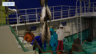 【漁港】千葉県 勝浦漁港 マグロ水揚げ１