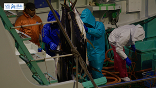 【漁港】千葉県 勝浦漁港 マグロ水揚げ３