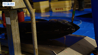 【漁港】千葉県 勝浦漁港 水揚げされたマグロ３