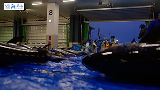 【漁港】千葉県 勝浦漁港 水揚げされたマグロ６