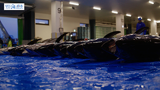 【漁港】千葉県 勝浦漁港 水揚げされたマグロ７