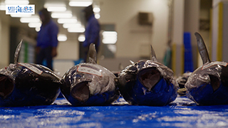 【漁港】千葉県 勝浦漁港 水揚げされたマグロ１２