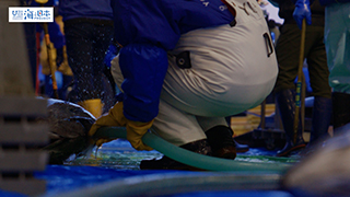 【漁港】千葉県 勝浦漁港 水揚げされたマグロ１５