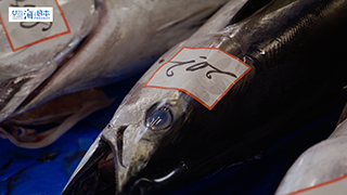 【漁港】千葉県 勝浦漁港 水揚げされたマグロ２１