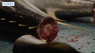 【漁港】千葉県 勝浦漁港 尾切りされたマグロ１