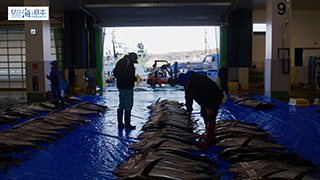 【漁港】千葉県 勝浦漁港 マグロ 尾切り目利き１