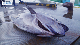 【漁港】千葉県 勝浦漁港 水揚げされた本マグロ１