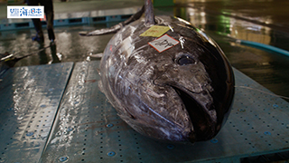 【漁港】千葉県 勝浦漁港 水揚げされた本マグロ６