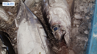 【漁港】千葉県 勝浦漁港 水揚げされた魚２