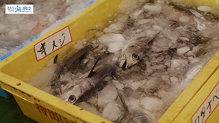 【漁港】千葉県 勝浦漁港 水揚げされた魚３