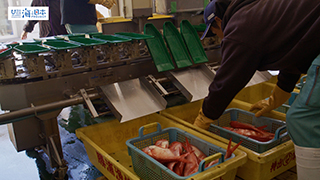 【漁港】千葉県 勝浦漁港 水揚げされたキンメダイ１