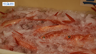 【漁港】千葉県 勝浦漁港 水揚げされたキンメダイ８