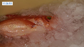 【漁港】千葉県 勝浦漁港 水揚げされたキンメダイ１０