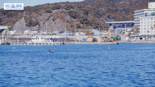 【漁港】千葉県 勝浦漁港 実景２