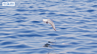 【その他】 海の上を飛ぶ鳥