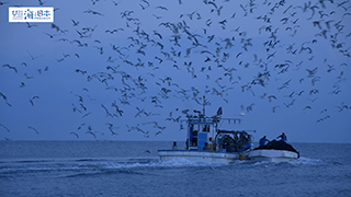 【漁港】富山県 四方漁港 漁船 鳥の群れ