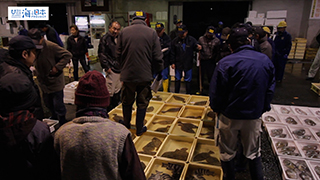 【漁港】富山県 黒部漁港 セリ イシダイ ヒラメ