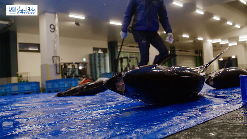 【漁港】千葉県 勝浦漁港 水揚げされたマグロ１