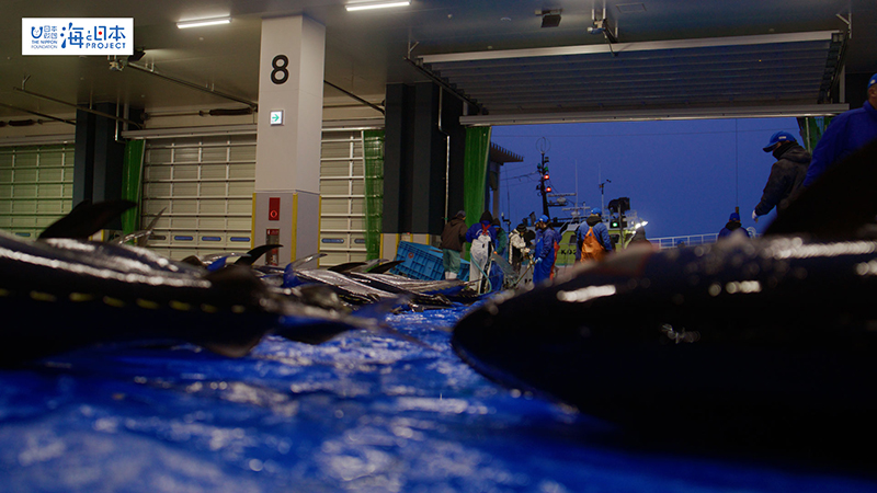 【漁港】千葉県 勝浦漁港 水揚げされたマグロ６