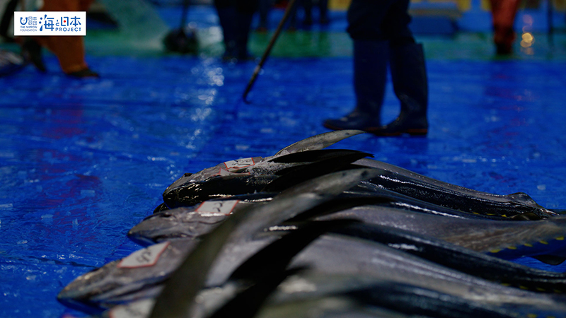 【漁港】千葉県 勝浦漁港 水揚げされたマグロ１０