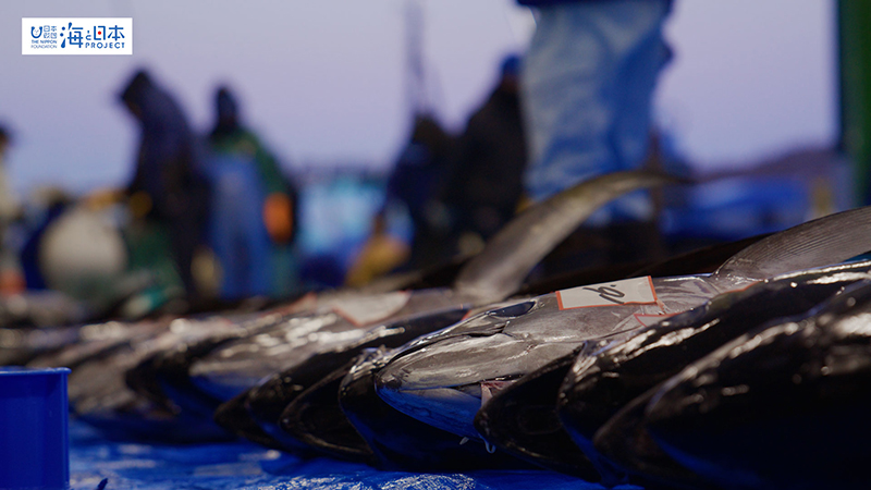 【漁港】千葉県 勝浦漁港 水揚げされたマグロ１３