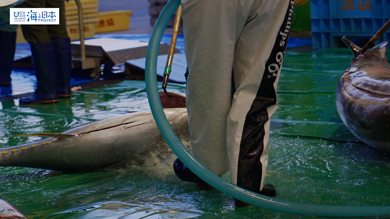 【漁港】千葉県 勝浦漁港 水揚げされたマグロ１６