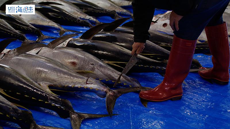 【漁港】千葉県 勝浦漁港 マグロ 尾切り