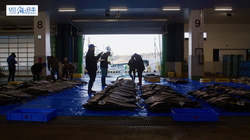 【漁港】千葉県 勝浦漁港 マグロ 尾切り目利き２