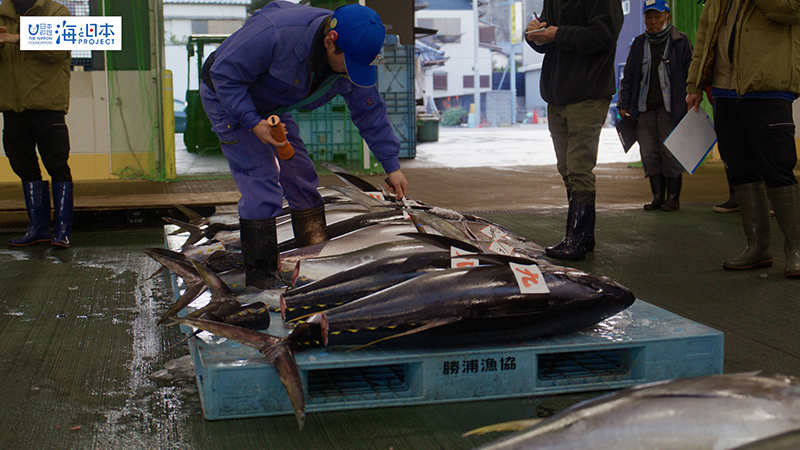 【漁港】千葉県 勝浦漁港 マグロ 目利き１