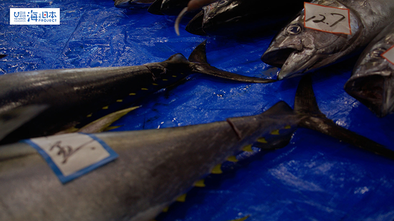 【漁港】千葉県 勝浦漁港 マグロ 目利き３