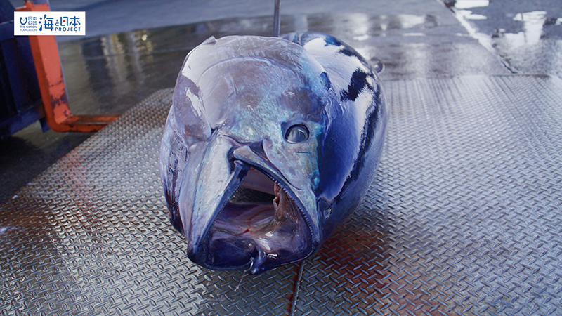【漁港】千葉県 勝浦漁港 水揚げされた本マグロ２
