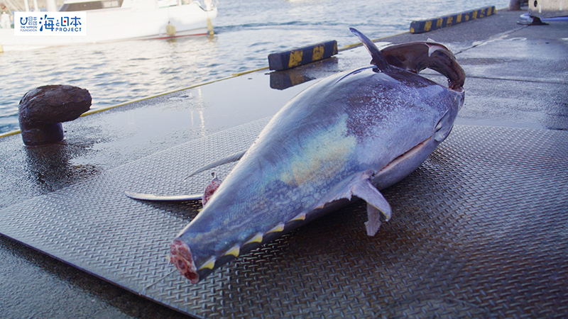 【漁港】千葉県 勝浦漁港 水揚げされた本マグロ３