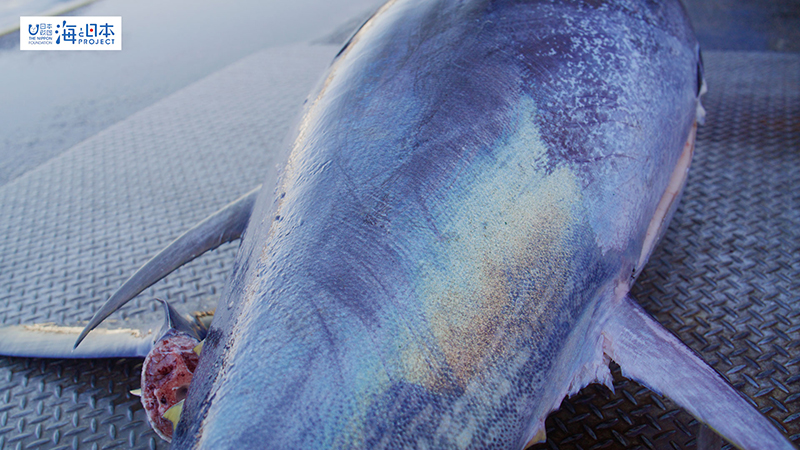 【漁港】千葉県 勝浦漁港 水揚げされた本マグロ４