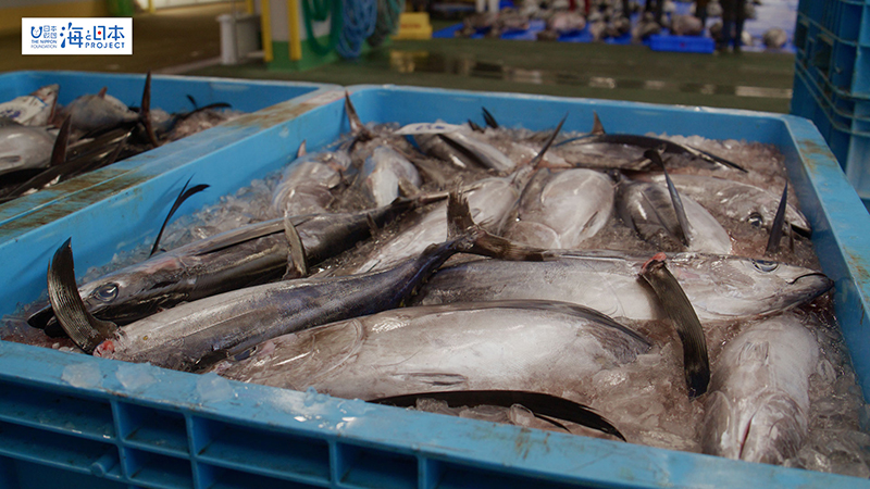 【漁港】千葉県 勝浦漁港 水揚げされた魚１