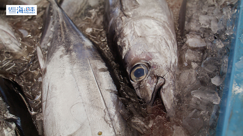 【漁港】千葉県 勝浦漁港 水揚げされた魚２