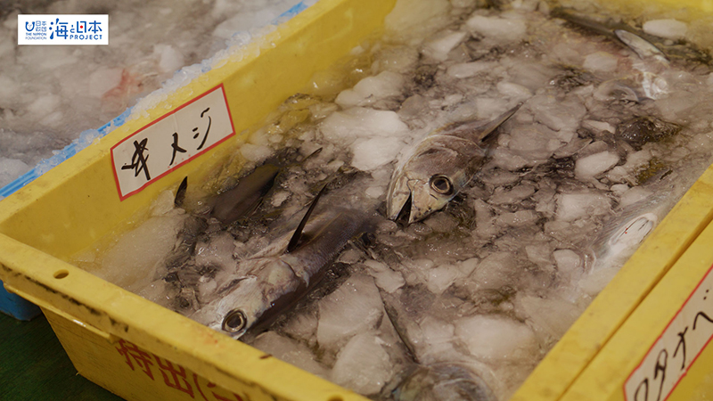 【漁港】千葉県 勝浦漁港 水揚げされた魚３