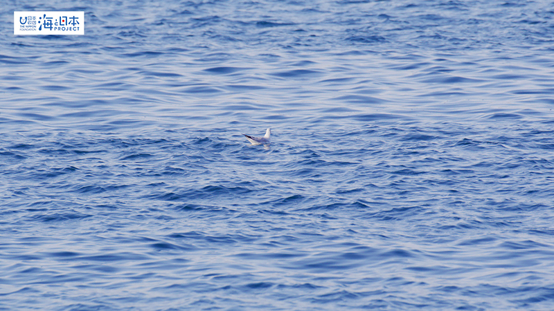 【その他】 海面の鳥