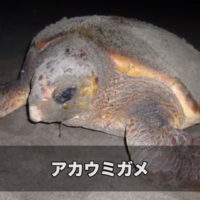 日本が世界に誇るアカウミガメと砂浜の危機