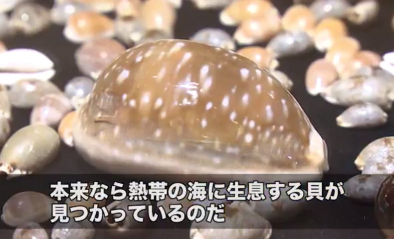 なぜだい？日本海に熱帯貝！？