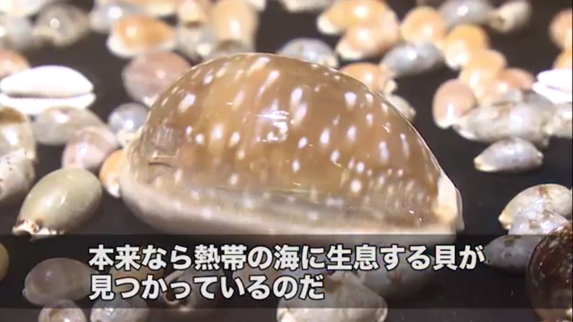 なぜだい？日本海に熱帯貝！？ | ソーシャル・イノベーション・ニュース