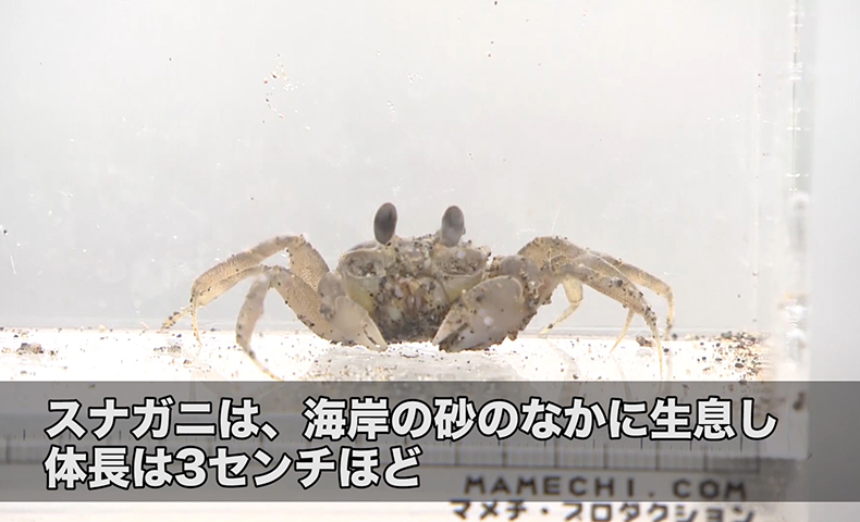 海水浴場の裏で失われているスナガニの住処 ソーシャル イノベーション ニュース