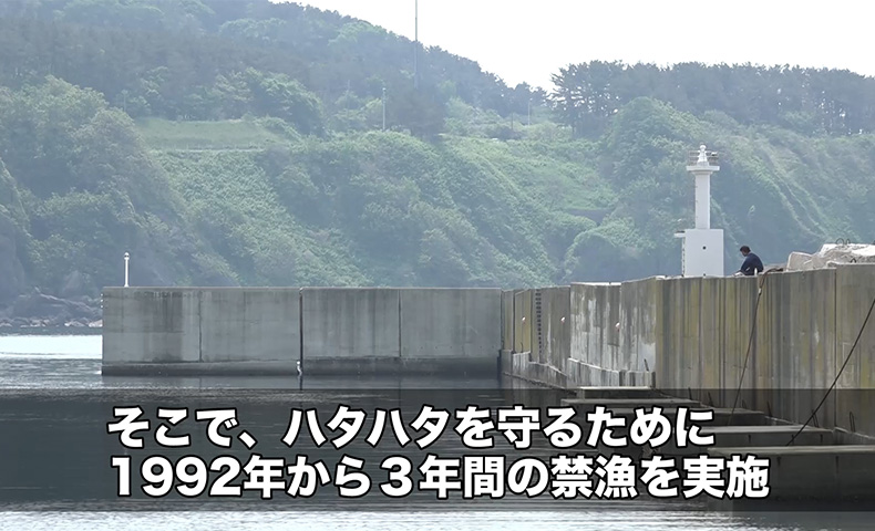 危機に瀕していた秋田県の県魚 ハタハタ ソーシャル イノベーション ニュース