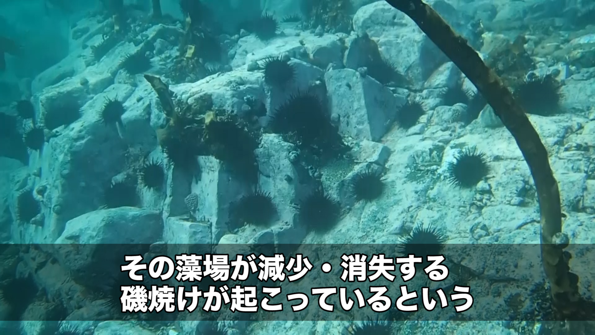 生態系を脅かしかねない増え過ぎた宮城県 志津川湾のウニ ソーシャル イノベーション ニュース